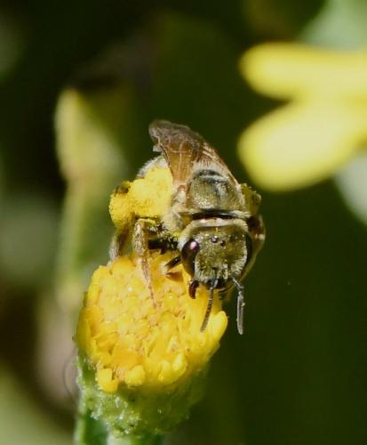 Seladonia subaurata
